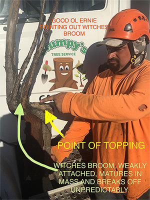 witches broom