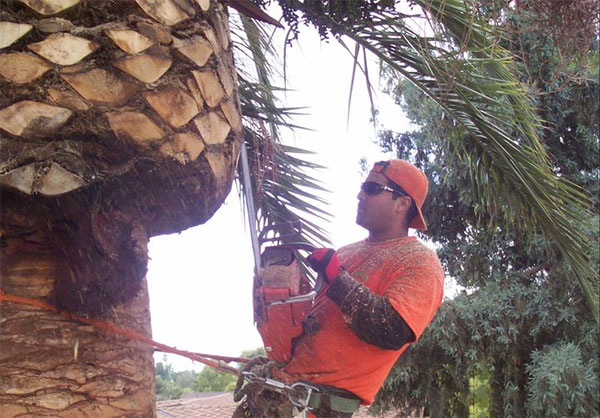Canary Island Glen Shaping the bulb