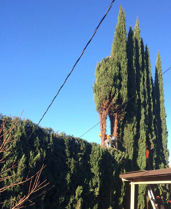 Italian Cypress Mid-Pruning Reduction