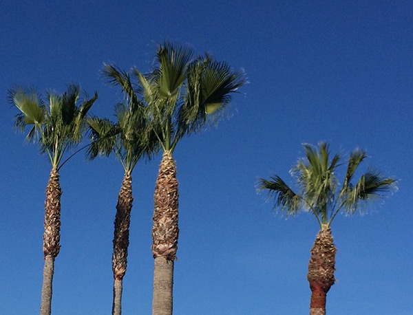 Mexican Fan Palms V Cut